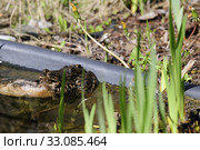 grasfrosch. Стоковое фото, фотограф Ines Weiland-Weiser / PantherMedia / Фотобанк Лори