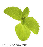 stevia rebaudiana leaves. Стоковое фото, фотограф Olivier Le Moal / PantherMedia / Фотобанк Лори