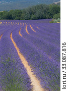 Color lavenderfield. Стоковое фото, фотограф Jaroslav Frank / PantherMedia / Фотобанк Лори
