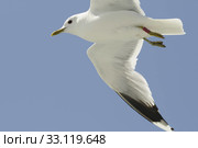 herring gull. Стоковое фото, фотограф Ines Weiland-Weiser / PantherMedia / Фотобанк Лори