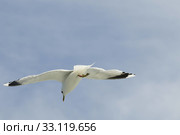 herring gull. Стоковое фото, фотограф Ines Weiland-Weiser / PantherMedia / Фотобанк Лори