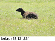 black sheep. Стоковое фото, фотограф Ines Weiland-Weiser / PantherMedia / Фотобанк Лори