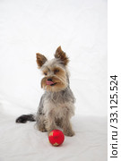 Yorkshire Terrier with red Chrismas ball. Стоковое фото, фотограф Jaroslav Frank / PantherMedia / Фотобанк Лори