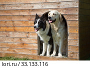 Border collie and Golden Retriever at doghouse. Стоковое фото, фотограф Jaroslav Frank / PantherMedia / Фотобанк Лори