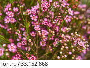 Blooming chamelaucium bush with purple flowers. Стоковое фото, фотограф Евгений Харитонов / Фотобанк Лори