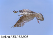 Silver Gull,Larus argentatus Pontoppidan in flight. Стоковое фото, фотограф Hans-Joachim Schneider / PantherMedia / Фотобанк Лори