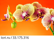 Orchid. Стоковое фото, фотограф Mariusz Blach / PantherMedia / Фотобанк Лори