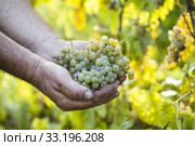 Farmers hands holding harvested grapes. Стоковое фото, фотограф Erika Eros / Smarterpix / Фотобанк Лори