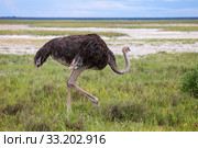 Ostrich. Стоковое фото, фотограф Art Konovalov / Фотобанк Лори