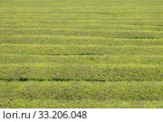 Tea cultivation. Стоковое фото, фотограф Ines Weiland-Weiser / PantherMedia / Фотобанк Лори