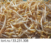 Mung bean sprouts vegetables. Стоковое фото, фотограф Claudio Divizia / Smarterpix / Фотобанк Лори