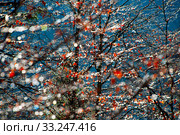 Beautiful forest with raindrops. Стоковое фото, фотограф Ivan Tykhyi / PantherMedia / Фотобанк Лори