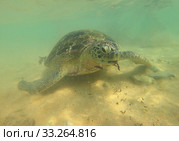 Морская оливковая черепаха крупным планом над песчанным дном. Хиккадува, Шри-Ланка (2020 год). Стоковое фото, фотограф Виктор Карасев / Фотобанк Лори