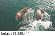 Group Northern Sea Lion or Steller Sea Lion wild animal marine mammal swimming. Стоковое видео, видеограф А. А. Пирагис / Фотобанк Лори