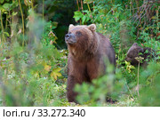 Kamchatka brown bear Ursus arctos piscator looking out of summer forest. Kamchatka Peninsula. Стоковое фото, фотограф А. А. Пирагис / Фотобанк Лори