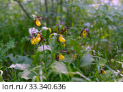 Цветущий куст редкого охраняемого растения башмачок настоящий (Cypripedium calceolus) в лесу. Стоковое фото, фотограф Светлана Попова / Фотобанк Лори