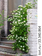 Пузыреплодник калинолистный  (лат. Physocarpus opulifolius) Стоковое фото, фотограф Александр Щепин / Фотобанк Лори