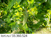 Bitter melon (Momordica charantia) on branch. Стоковое фото, фотограф Яков Филимонов / Фотобанк Лори