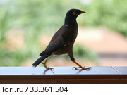 A black bird with a yellow beak (Acridotheres tristis) on a green background. Стоковое фото, фотограф Олег Белов / Фотобанк Лори
