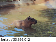 Капибара выходит из воды. Рим, Италия (2019 год). Стоковое фото, фотограф Вадим Хомяков / Фотобанк Лори
