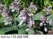 Цветущая голубая хоста (лат. Hosta hybrida Halcyon) крупным планом. Стоковое фото, фотограф Елена Коромыслова / Фотобанк Лори