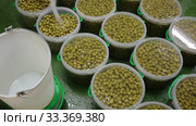 Process of brine addition of pickled olives in plastic buckets before packaging at artisanal pickles producing factory. Стоковое видео, видеограф Яков Филимонов / Фотобанк Лори