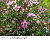 Hooked heraldry  (lat. Chamelaucium uncinatum) Стоковое фото, фотограф Irina Opachevsky / Фотобанк Лори