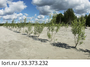 Рекультивация участка нефтедобычи. Высадка саженцев ивы. Reclamation of an oil production site. Planting willow seedlings. Стоковое фото, фотограф Евгений Романов / Фотобанк Лори