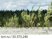 Рекультивация участка нефтедобычи. Высадка саженцев ивы. Reclamation of an oil production site. Planting willow seedlings. Стоковое фото, фотограф Евгений Романов / Фотобанк Лори