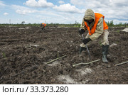 Рекультивация участка добычи нефти. Посадка саженцев сосны. Reclamation of an oil production site. Planting pine seedlings. (2015 год). Редакционное фото, фотограф Евгений Романов / Фотобанк Лори