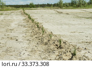 Рекультивация участка добычи нефти. Посадка саженцев сосны. Reclamation of an oil production site. Planting pine seedlings. Стоковое фото, фотограф Евгений Романов / Фотобанк Лори