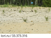Рекультивация участка добычи нефти. Посадка саженцев сосны. Reclamation of an oil production site. Planting pine seedlings. Стоковое фото, фотограф Евгений Романов / Фотобанк Лори