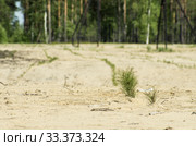 Рекультивация участка добычи нефти. Посадка саженцев сосны. Reclamation of an oil production site. Planting pine seedlings. Стоковое фото, фотограф Евгений Романов / Фотобанк Лори