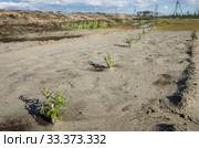 Рекультивация участка нефтедобычи. Высадка саженцев ивы. Reclamation of an oil production site. Planting willow seedlings. Стоковое фото, фотограф Евгений Романов / Фотобанк Лори