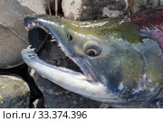 Wild red salmon fish Sockeye Salmon Oncorhynchus nerka. Pacific salmon red color. Close-up view of fish snout. Стоковое фото, фотограф А. А. Пирагис / Фотобанк Лори