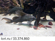 The blotched upside-down catfish (Synodontis nigriventris) in the tank of aquaium. Стоковое фото, фотограф Сергей Пристяжнюк (Serg Zastavkin) / Фотобанк Лори