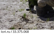 Рекультивация участка добычи нефти. Посадка саженцев сосны. Reclamation of an oil production site. Planting pine seedlings. Стоковое видео, видеограф Евгений Романов / Фотобанк Лори