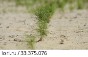 Рекультивация участка добычи нефти. Посадка саженцев сосны. Reclamation of an oil production site. Planting pine seedlings. Стоковое видео, видеограф Евгений Романов / Фотобанк Лори