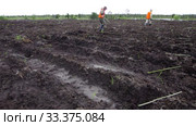 Рекультивация участка нефтедобычи. Высадка саженцев ивы. Reclamation of an oil production site. Planting willow seedlings. (2015 год). Редакционное видео, видеограф Евгений Романов / Фотобанк Лори