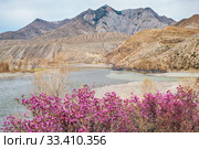 Rhododendron dauricum bushes with flowers (popular names bagulnik, maralnik) with altai river Katun and Chuya on background. Стоковое фото, фотограф Сергей Пристяжнюк (Serg Zastavkin) / Фотобанк Лори