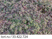 Тимьян лимонный (чабрец), лат. Thymus. Красивое почвопокровное растение, используемое также в кулинарии. Lemon thyme, a groundcover plant for garden design and use in cooking. Стоковое фото, фотограф Владимир Литвинов / Фотобанк Лори