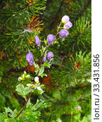 Аконит крепкий (Aconitum firmum), цветущее растение. Стоковое фото, фотограф Ирина Борсученко / Фотобанк Лори