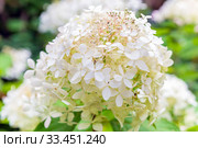 Panicled Hydrangea (Hydrangea paniculata) - a closeup view of white flowers. Стоковое фото, фотограф Акиньшин Владимир / Фотобанк Лори