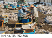Пчеловоды осматривают ульи после зимовки и готовят их к новому сезону. Beekeepers inspect hives after wintering and prepare them for the new season. (2020 год). Редакционное фото, фотограф Евгений Романов / Фотобанк Лори