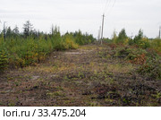 Лесопользование: очистка просеки под ЛЭП. Forest management: clearing the clearing for power lines. Стоковое фото, фотограф Евгений Романов / Фотобанк Лори