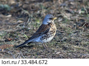 Дрозд-рябинник (лат. Turdus pilaris) весенним днем, Алтайский край. Стоковое фото, фотограф Григорий Писоцкий / Фотобанк Лори