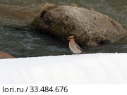 Bombycilla garrulus. Свиристель ранней весной на берегу горной реки Белокуриха. Стоковое фото, фотограф Григорий Писоцкий / Фотобанк Лори