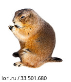 Black tailed prairie dog (Cynomys ludovicianus) Стоковое фото, фотограф Яков Филимонов / Фотобанк Лори