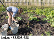 Молодая женщина,32 лет, в тельняшке копает картошку на деревенском огороде на фоне деревянного забора во время уборки урожая осенью. Стоковое фото, фотограф Светлана Попова / Фотобанк Лори