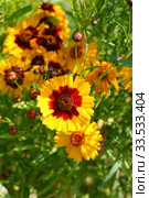 Яркий красивый цветок. Кореопсис красильный Меценат (Coreopsis tinctoria) Стоковое фото, фотограф Щеголева Ольга / Фотобанк Лори
